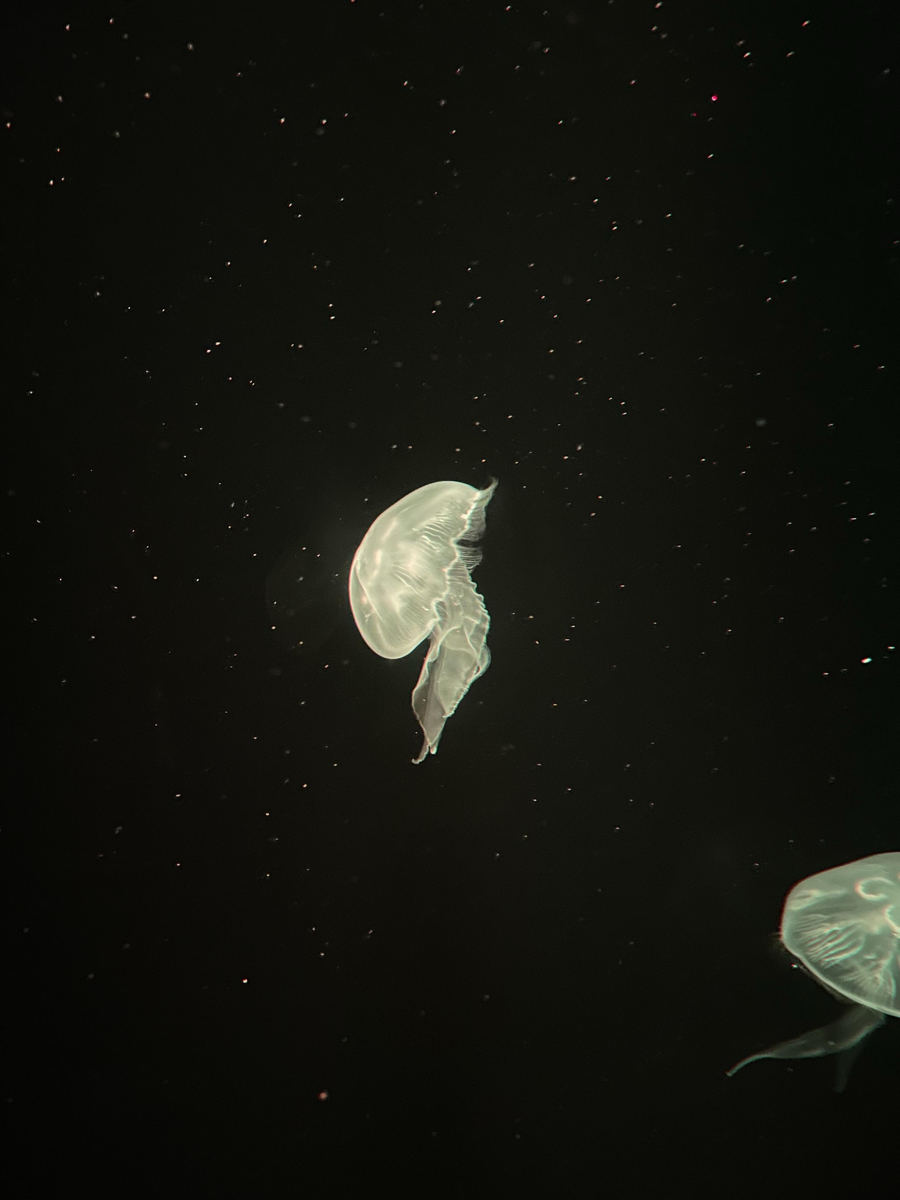 怪怪水族馆手机版怪怪水族馆手机版下载-第2张图片-太平洋在线下载